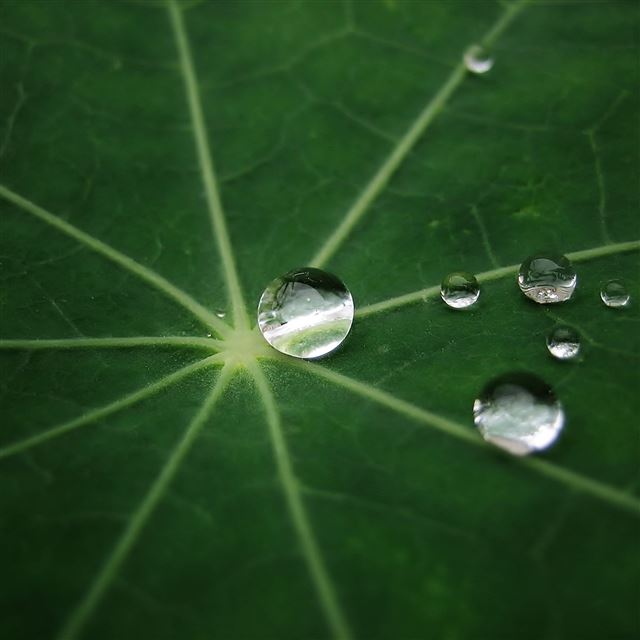 5 Wallpapers In lotus Wallpapers For iPad Air