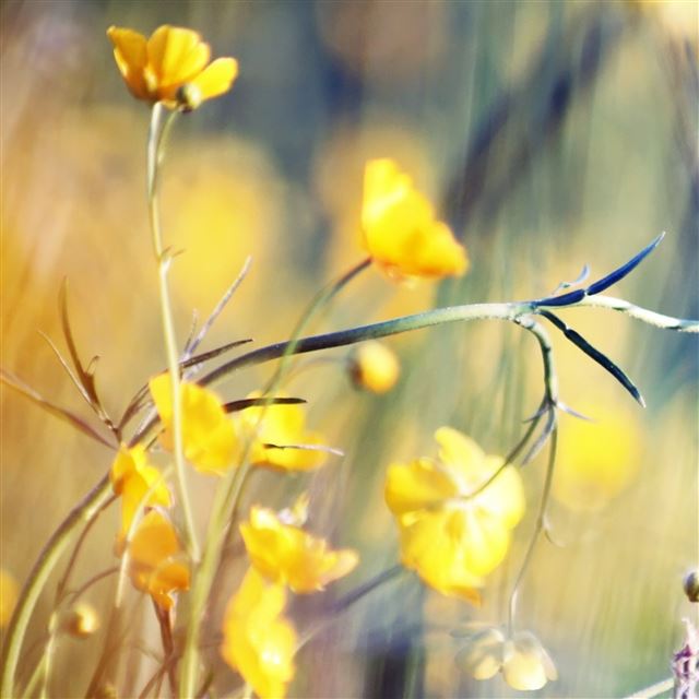 2 Wallpapers In Buttercups Wallpapers For iPad Air