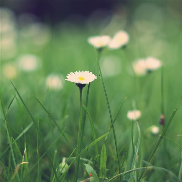 4 Wallpapers In Daisies Wallpapers For iPad Air