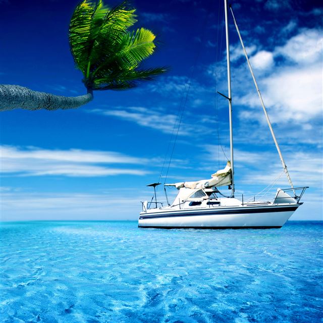 2 Wallpapers In palm tree Wallpapers For iPad Air