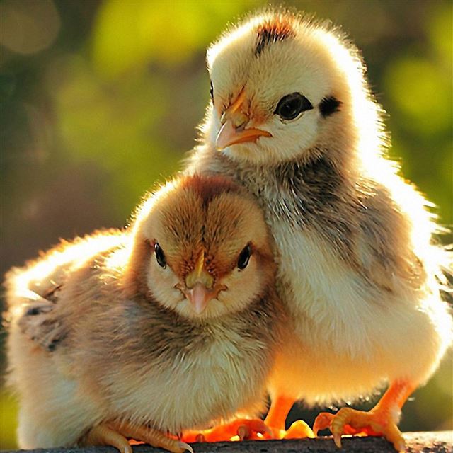 15 Wallpapers In bird Wallpapers For iPad Air