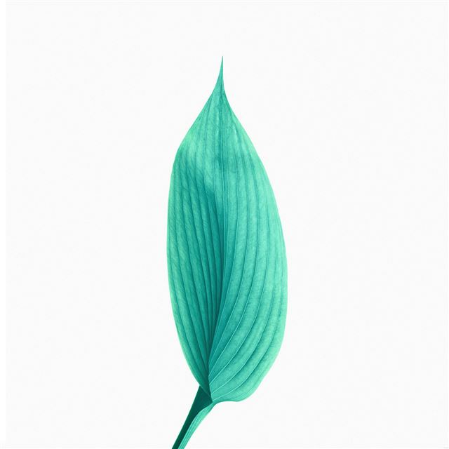 50 Wallpapers In Close up Wallpapers For iPad Air