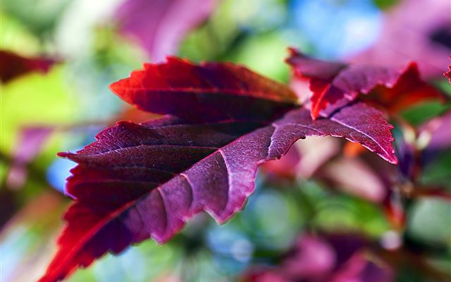 14 Wallpapers In Twig Wallpapers For iPad Air