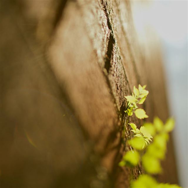 8 Wallpapers In natural Wallpapers For iPad Air