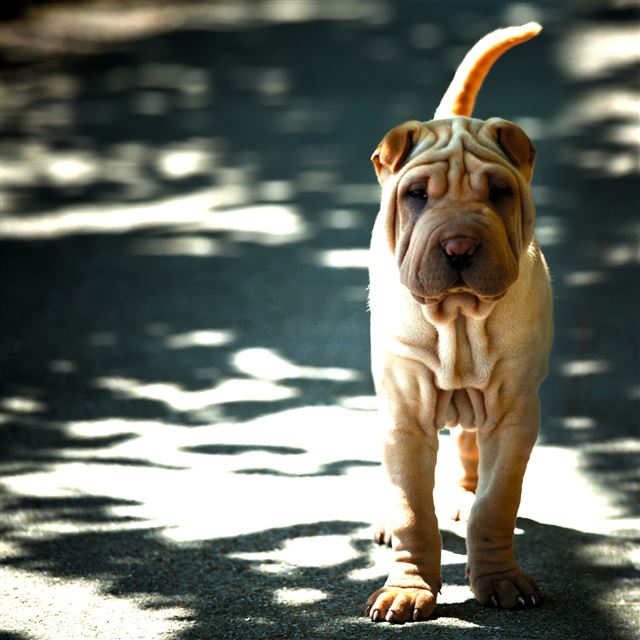 3 Wallpapers In pug Wallpapers For iPad Air