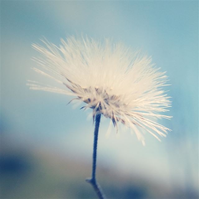 14 Wallpapers In Dandelion Wallpapers For iPad Air