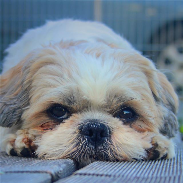 1 Wallpapers In furry Wallpapers For iPad Air