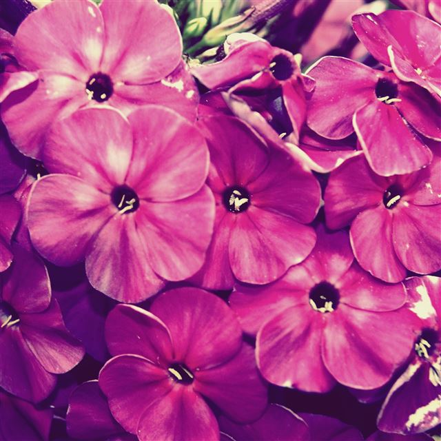 2 Wallpapers In fiore Wallpapers For iPad Air