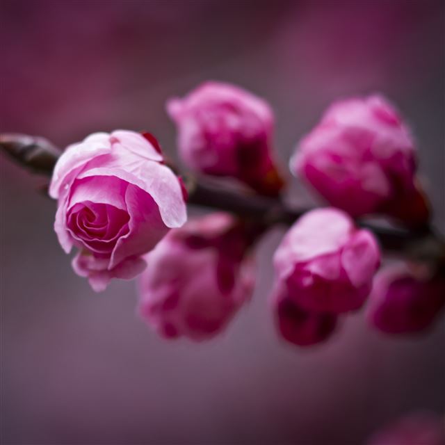 2 Wallpapers In Flora Wallpapers For iPad Air