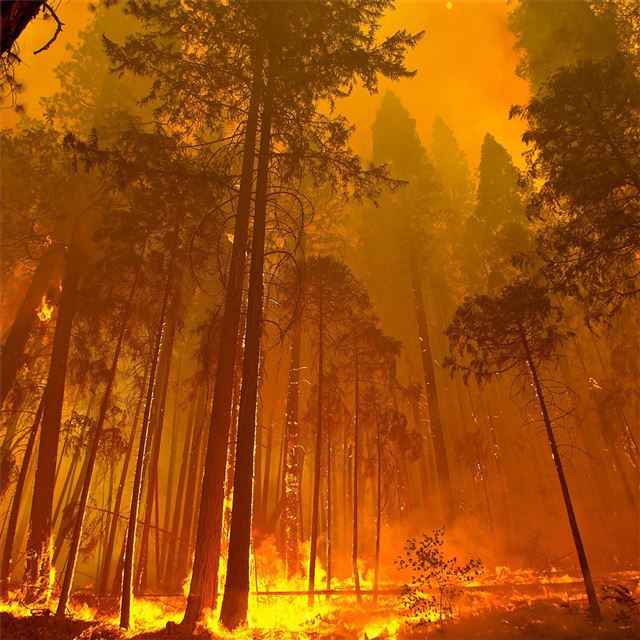 2048x2048 forest fire 4k - forest iPad Air Wallpaper