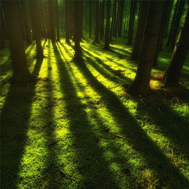 2048x2048 forest trees sunbeam - sunbeam iPad Air Wallpaper