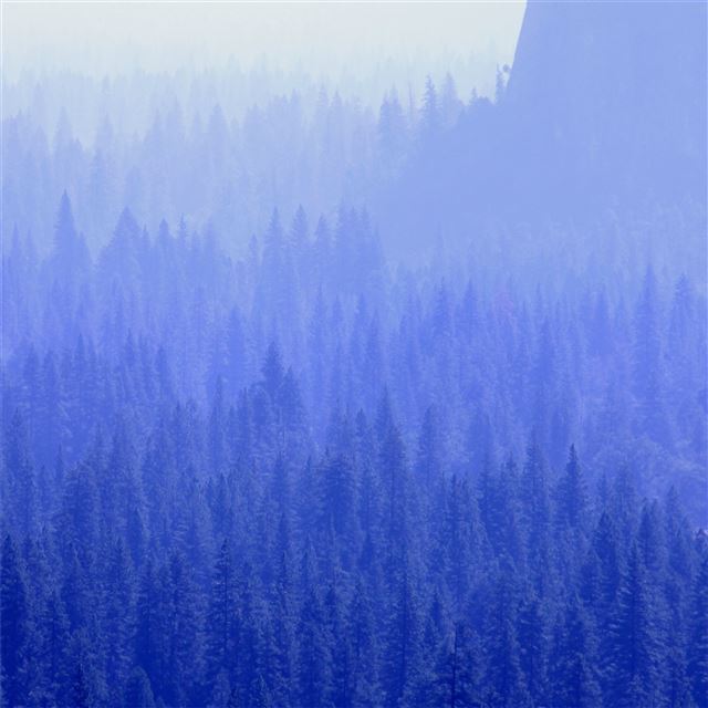 2048x2048 forest trees blue tone 5k - blue iPad Air Wallpaper