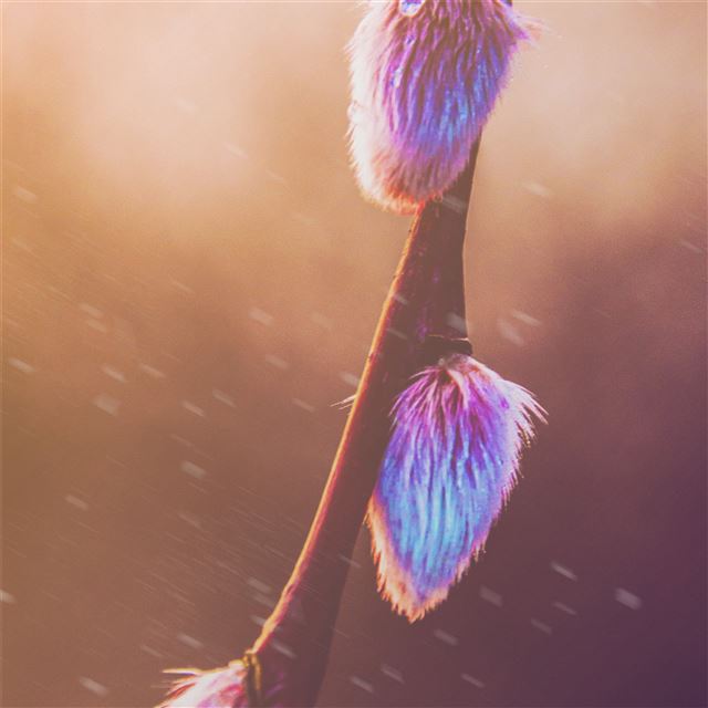 2048x2048 spring photography - spring iPad Air Wallpaper