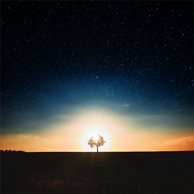 2048x2048 tree dark landscape 5k - landscape iPad Air Wallpaper