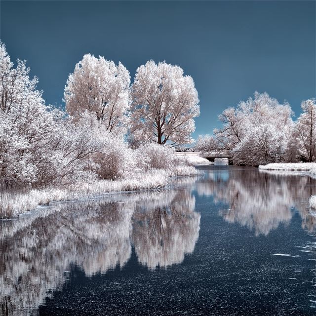 2048x2048 ice lake frozen trees 4k - trees iPad Air Wallpaper