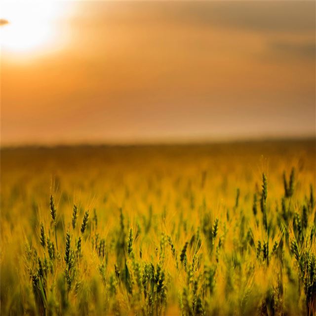 2048x2048 yellow green field during sunset 4k - field iPad Air Wallpaper