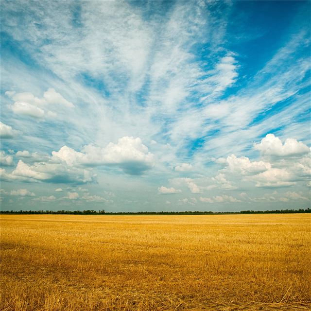 2048x2048 yellow grass field 4k - field iPad Air Wallpaper