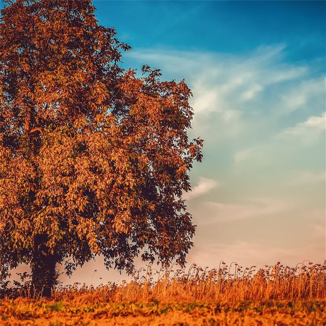 2048x2048 autumn tree branches 4k - autumn iPad Air Wallpaper