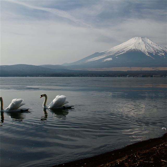 2048x2048 mount fuji landscape view ducks 5k - landscape iPad Air Wallpaper