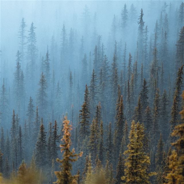 2048x2048 pine trees fog forest 5k - drone view iPad Air Wallpaper