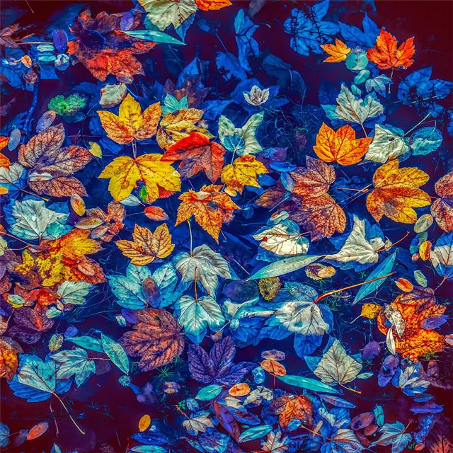 2048x2048 fallen leaves in water 5k - colorful iPad Air Wallpaper