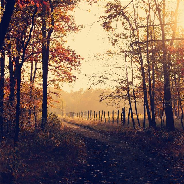 2048x2048 evening forest path sunbeams - sunbeam iPad Air Wallpaper