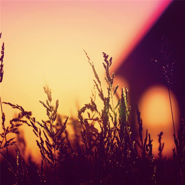2048x2048 plants blurred silhouette sunset 4k - silhouette iPad Air Wallpaper