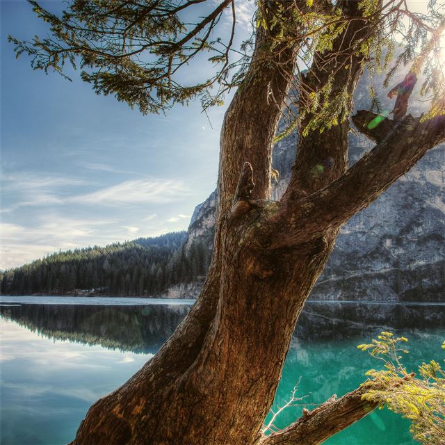 2048x2048 scenic view behind tree 5k - reflection iPad Air Wallpaper