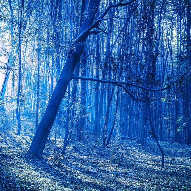 2048x2048 last blue light of evening in woods - evening iPad Air Wallpaper