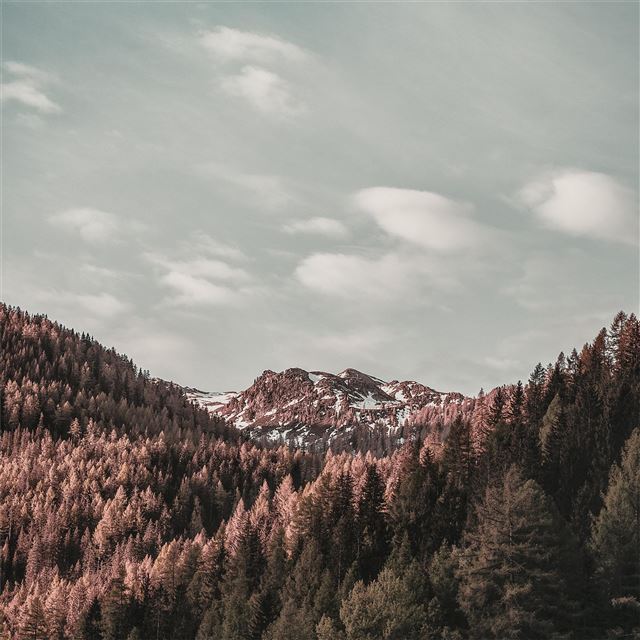2048x2048 brown leaf trees winter outdoors 4k - trees iPad Air Wallpaper