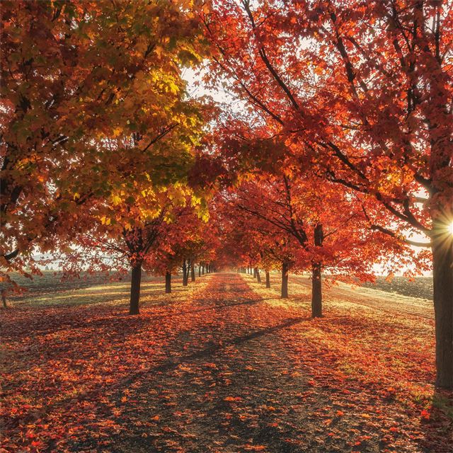 2048x2048 autumn fall season trees 4k - trees iPad Air Wallpaper