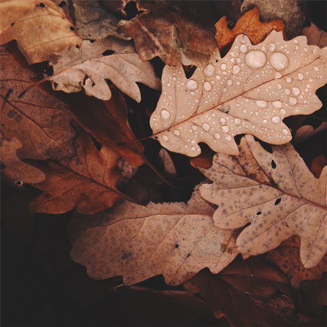 2048x2048 golden leaves 4k - drops iPad Air Wallpaper