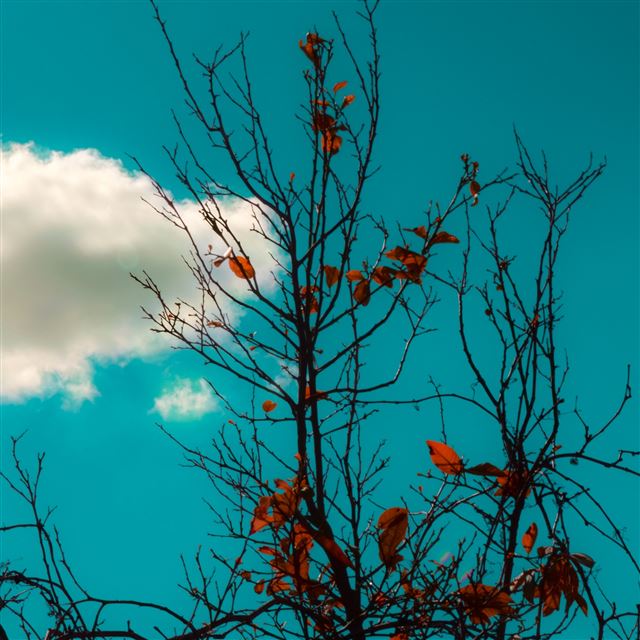 2048x2048 White Cloud - cloud iPad Air Wallpaper