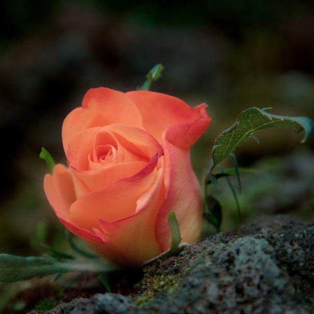 2048x2048 It was love after - love iPad Air Wallpaper