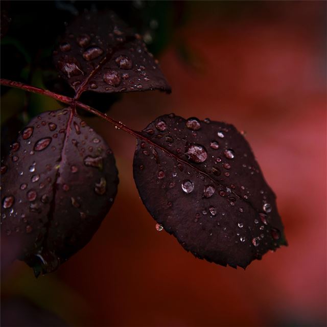 2048x2048 red leaf droplets dewdrops macro rain 4k - drops iPad Air Wallpaper