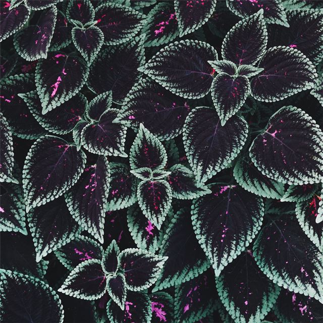 2048x2048 macro plants foliage 4k - leaves iPad Air Wallpaper