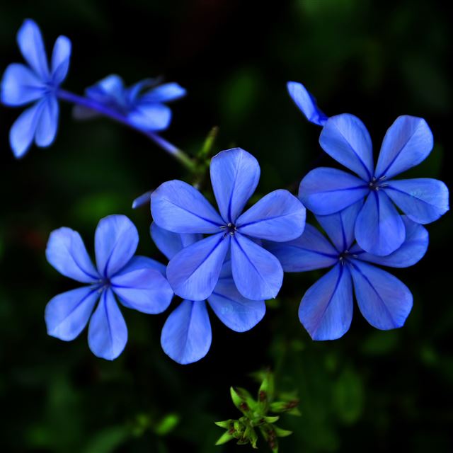 2048x2048 Blue purple flowers - purple iPad Air Wallpaper