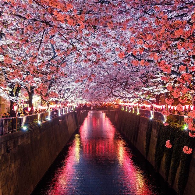 2048x2048 cherry blossom trees covering river canal - cherry iPad Air Wallpaper