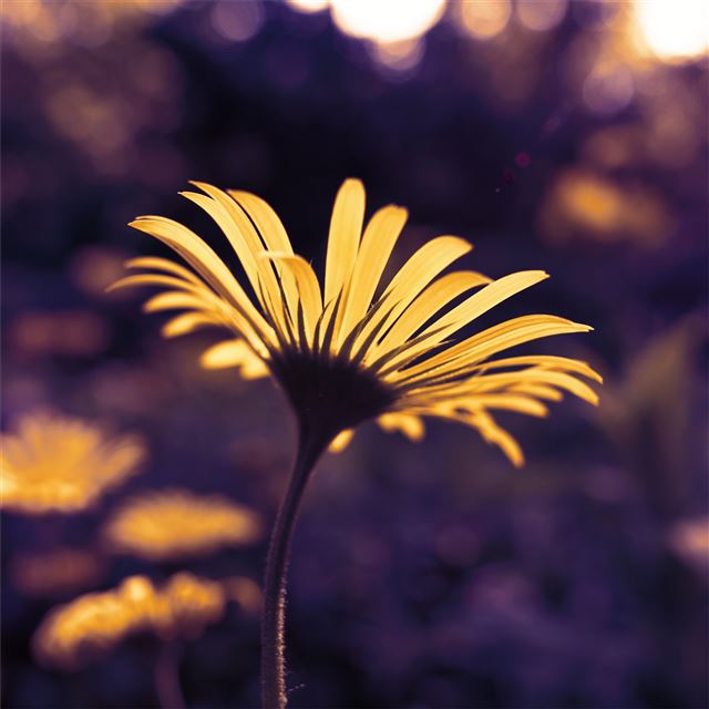 2048x2048 leopards bane 5k - flowers iPad Air Wallpaper