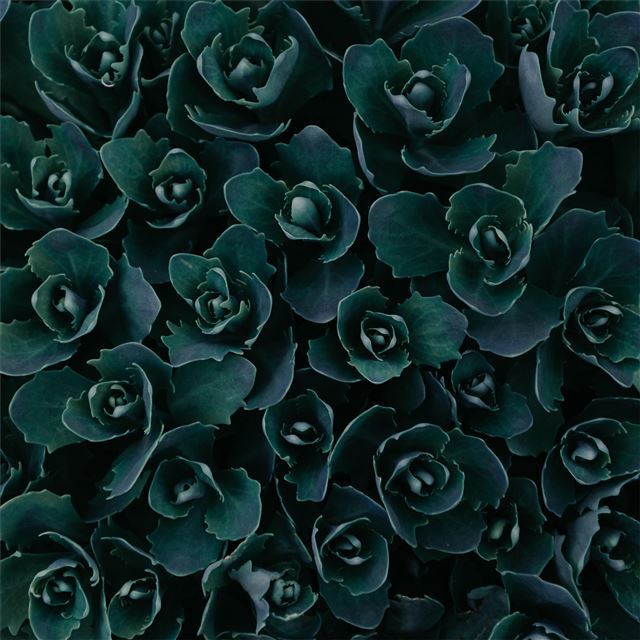 2048x2048 dark green plants abstract 5k - 5k iPad Air Wallpaper