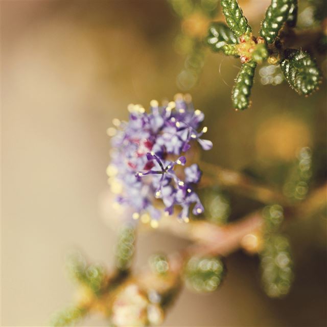 2048x2048 Happy purple Saturday - bokeh iPad Air Wallpaper