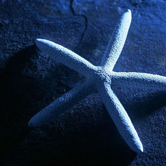 2048x2048 Wonderful Starfish - starfish iPad Air Wallpaper