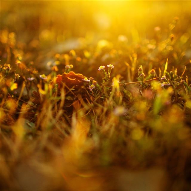 2048x2048 Nature Grass - bokeh iPad Air Wallpaper