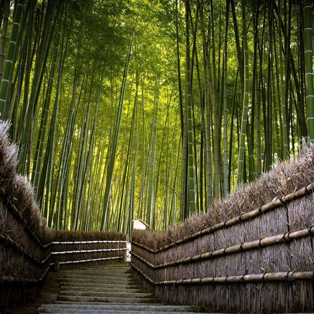 2048x2048 Bamboo Forest - fence iPad Air Wallpaper
