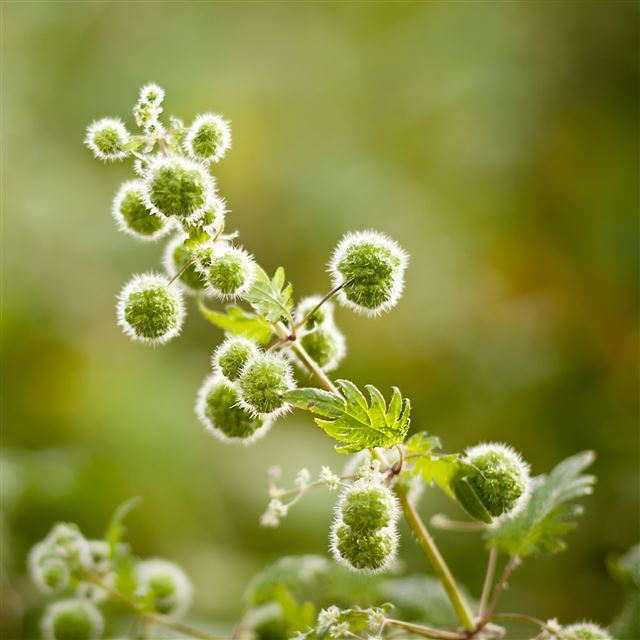 2048x2048 Plant Close Up - fruit iPad Air Wallpaper