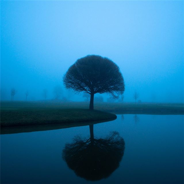 2048x2048 tree mistscape 5k - tree iPad Air Wallpaper