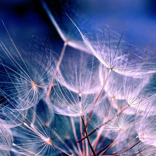 2048x2048 White Dandelions - blue iPad Air Wallpaper