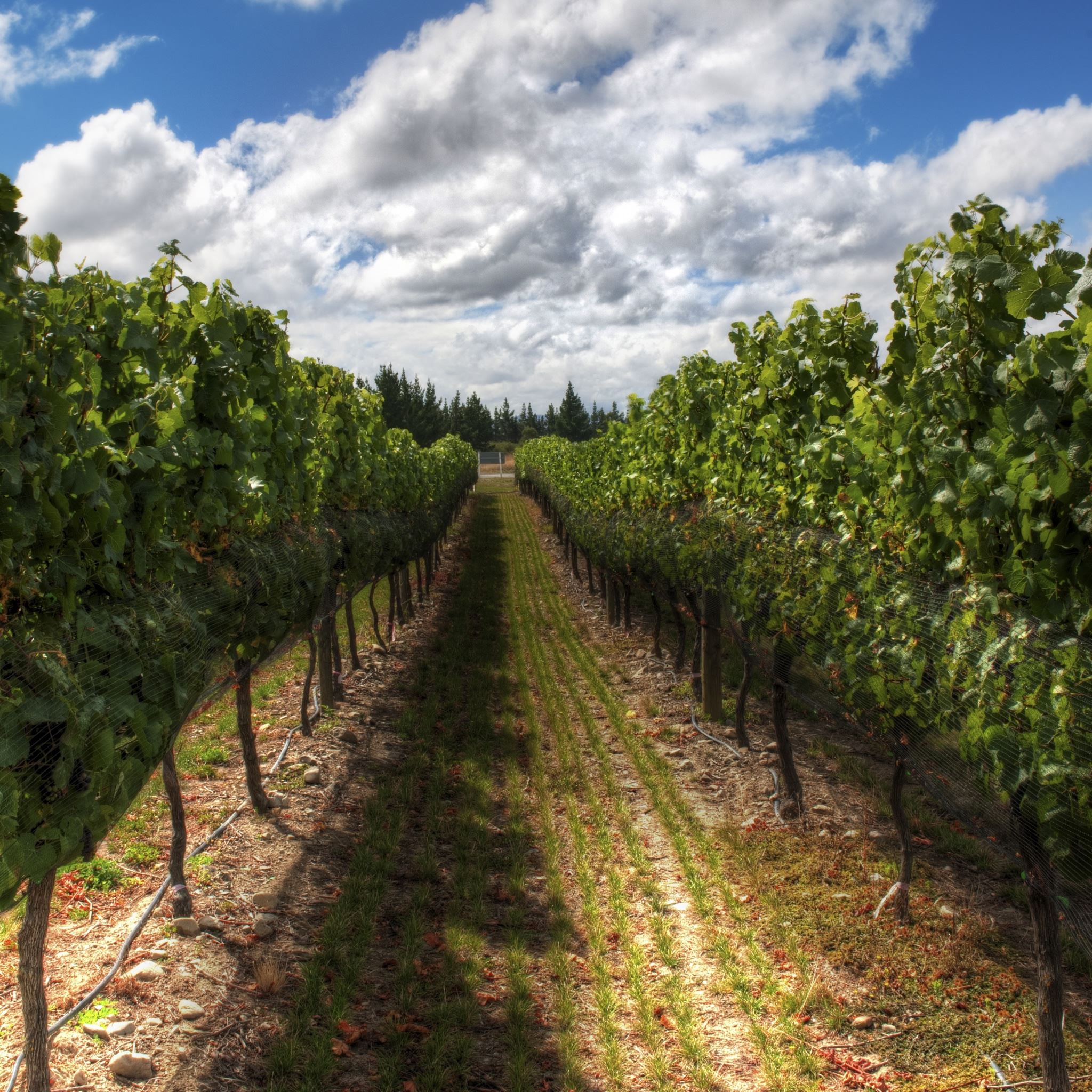 The Wines Of New Zealand iPad Air wallpaper 