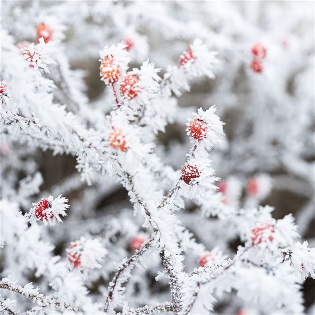 2048x2048 berry branches frost winter 5k - winter iPad Air Wallpaper