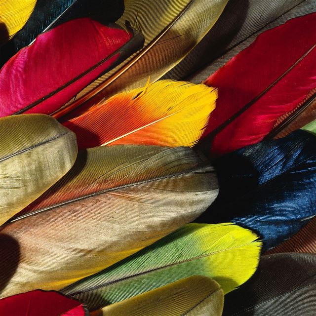2048x2048 Parrot Feather Colorful - colorful iPad Air Wallpaper